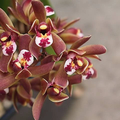 Китайская орхидея Cymbidium floribundum bonsai