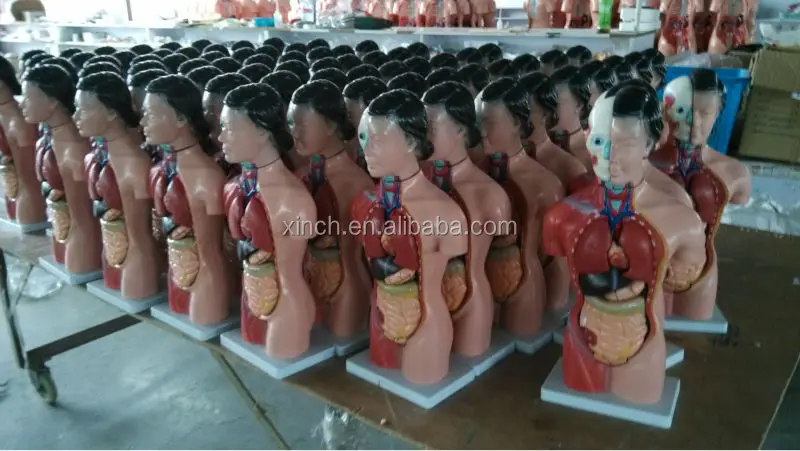 15 Parts 42CM Female Human Torso anatomical model