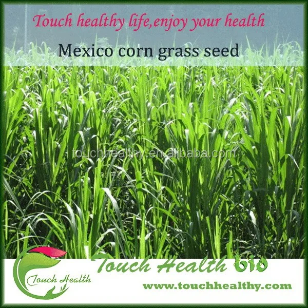 2021 Touchhealthy supply Hybrid Mexico corn grass seeds with Strong growth  1kg/bags