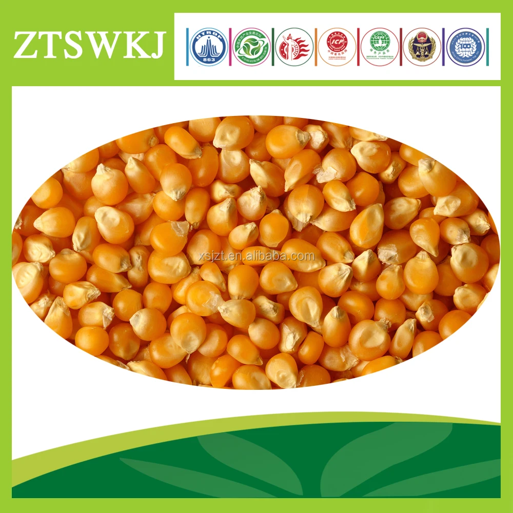 Maize corn Variety and Grain Type yellow maize for poultry feed