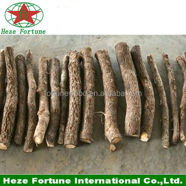 99% germination rate Paulownia Elongata roots cutting