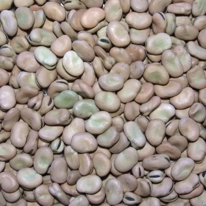 Wholesale Fava Beans/ Broad Beans,new crop2021 Selected by H.P.S IN GANSU ORIGIN