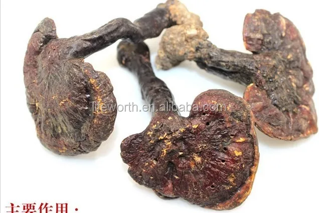 Diet slimming coffee with ganoderma lucidum,/spore /reishi extract