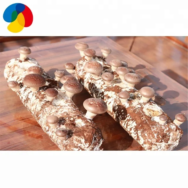 
China Qihe edible fungi shiitake mushroom seeds compost bags for sale /export to growing fresh shiitake mushroom 