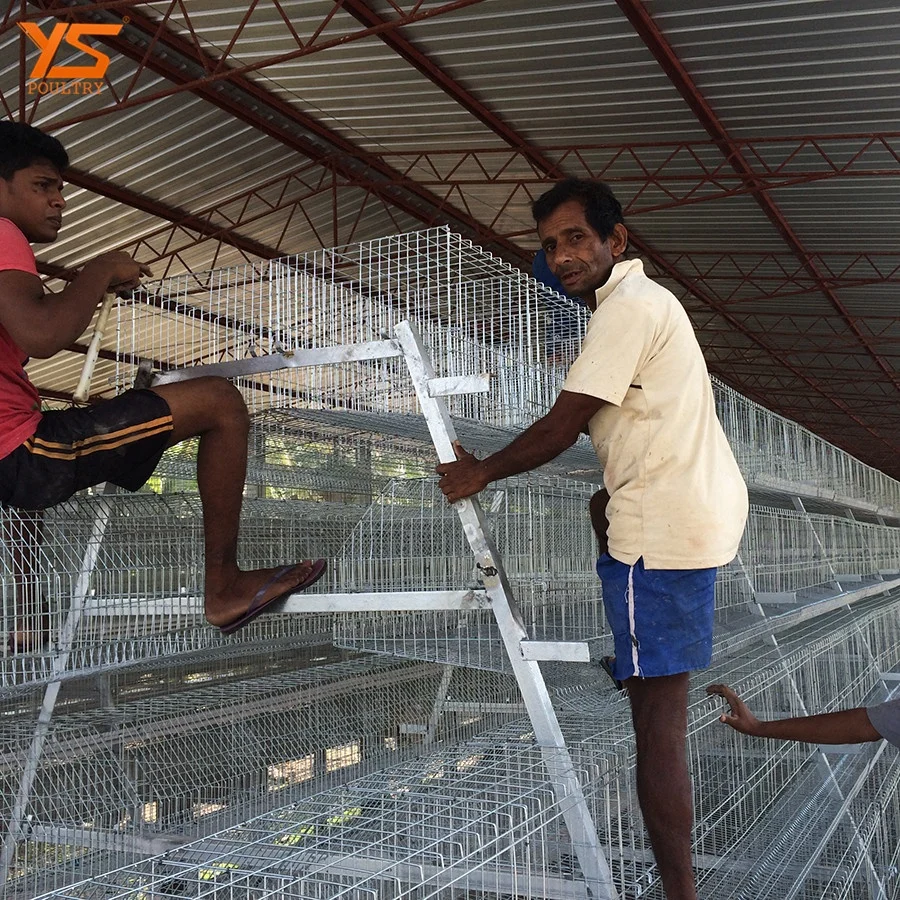 Battery Type A layer Egg Chicken Cage in Sri Lanka