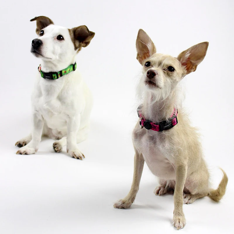 Высокое качество животное ошейник