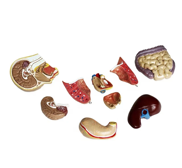 YA/T021 Life Size  42cm Sexless Human Torso 12 Parts