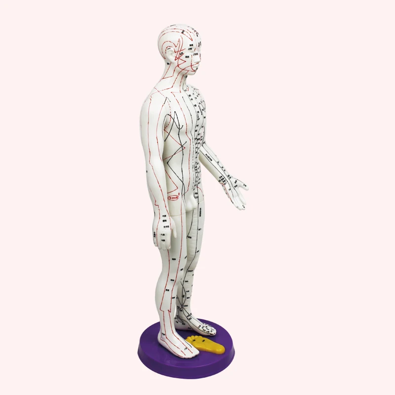 
Ultra clear meridian male and female human body model 