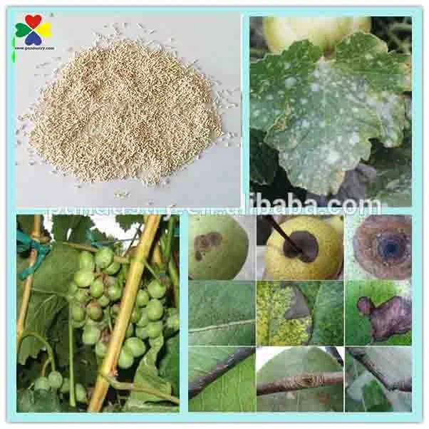 
Buy Agrochemicals Pesticides Cyprodinil Fungicide 50% WDG 