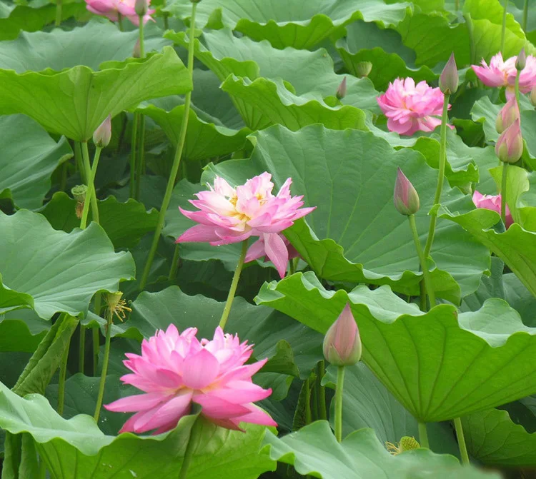 Blue Lotus Flower Seed Water Lily Seeds For Growing