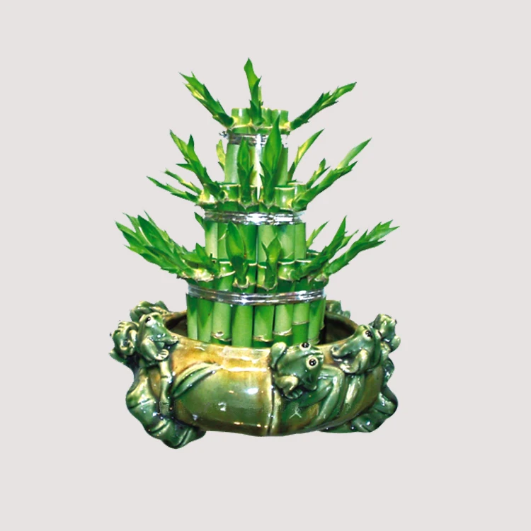 lucky bamboo feng shui plants ornamental plants india  dracaena sanderiana