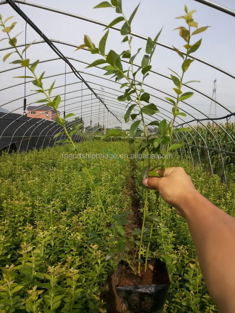 
Vaccinium Spp fruit seedling blueberry seedlings large quantity low price 