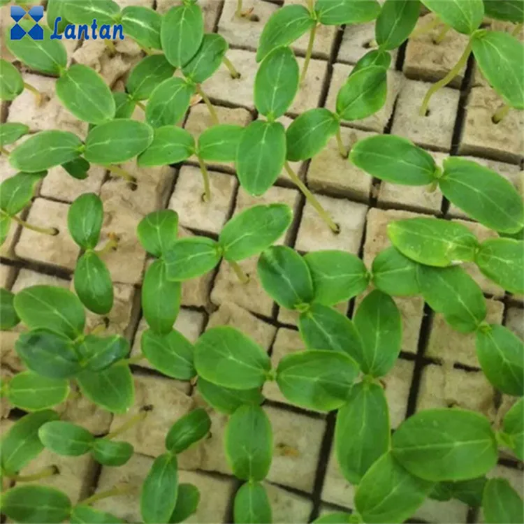 Agriculture grow rock wool cubes