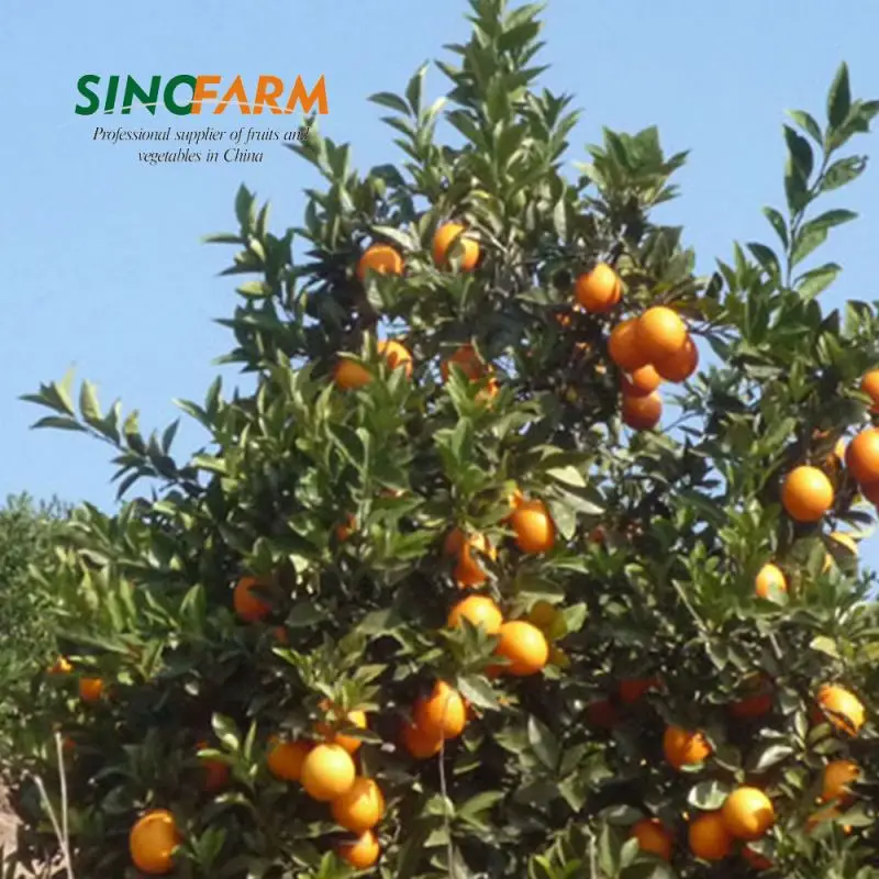 Citrus Fruit Baby Mandarin Orange With Wholesales Price