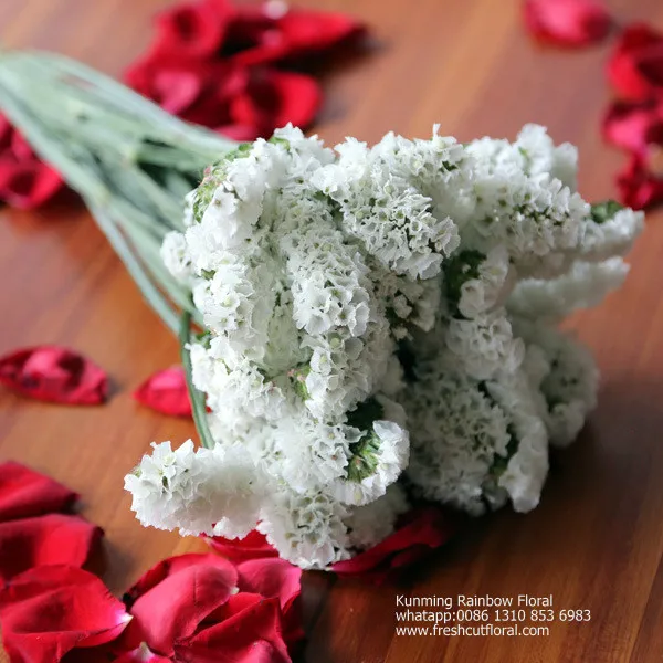 Романтическая вечная песня росемонда из цветочных полей для церкви