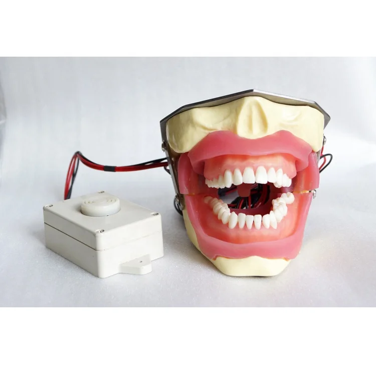 Dental teeth Anesthesia Extraction Model with buzzer