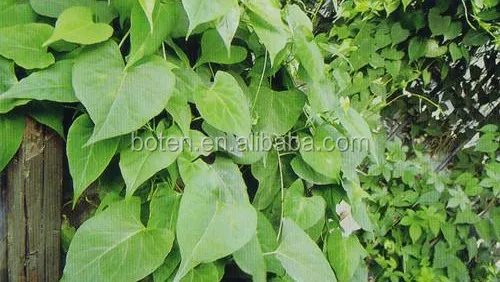 Tuber Fleeceflower Root Extract with Fo Ti