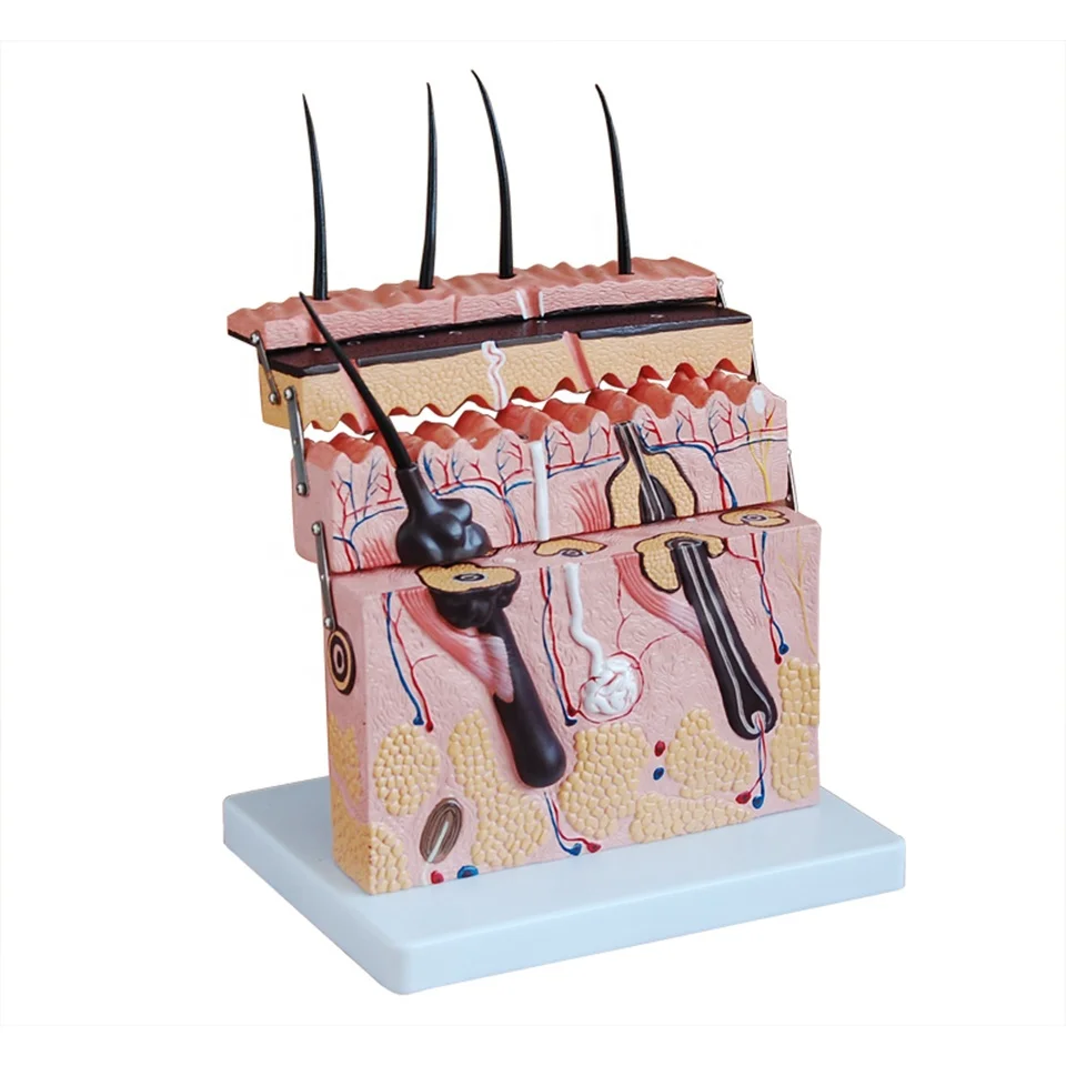 Skin model skin structure enlargement model layer structure anatomical model