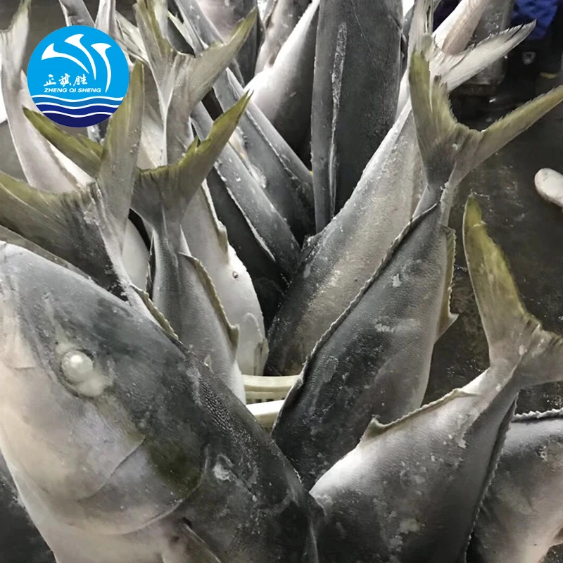 High quality BQF Frozen fresh whole round yellowtail fish