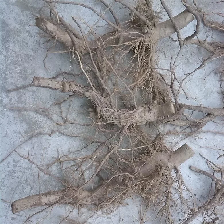 
2018 new fresh cold resistant hybrid 9501 paulownia root for planting 