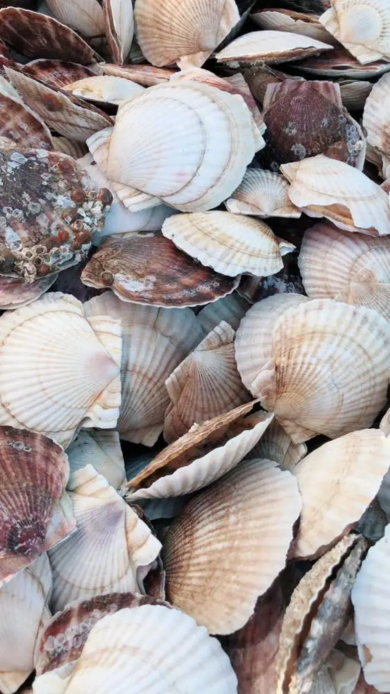 
Japanese Seafood Importer High Quality Fresh Shell Scallop Wholesale 