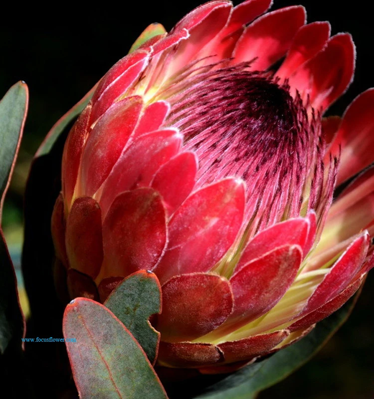 fancy items fresh cut flowers names of flowers used for decoration