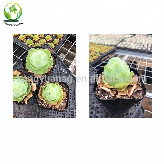 Live Succulent Greenovia diplocycla gigantea