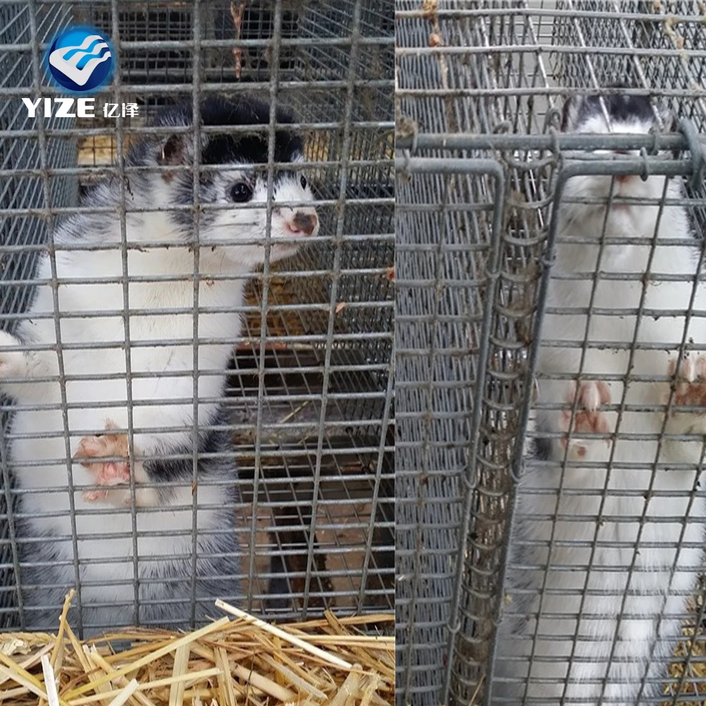 High Quality professional factory animal breeding mink cage