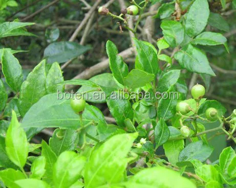 Экстракт виноградного чая, дигидромирицетин 98%