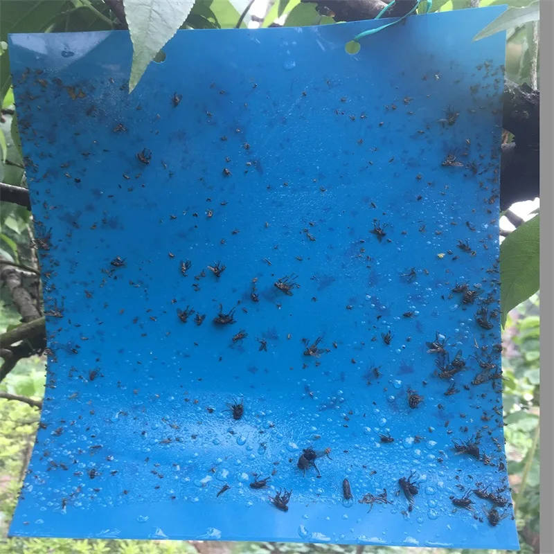 Anti pest blue sticky card