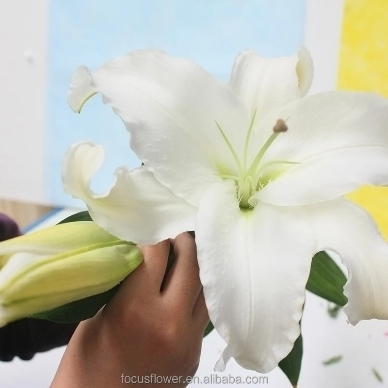 World Class Oriental Siberia Lilies For Sale Yunnan China