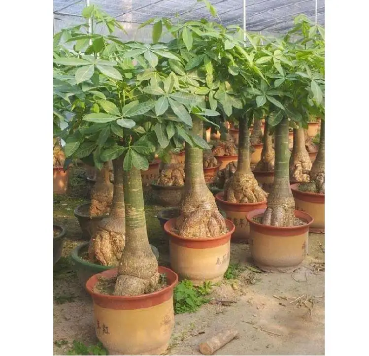 Высококачественные семена Pachira macrocarpa pachia