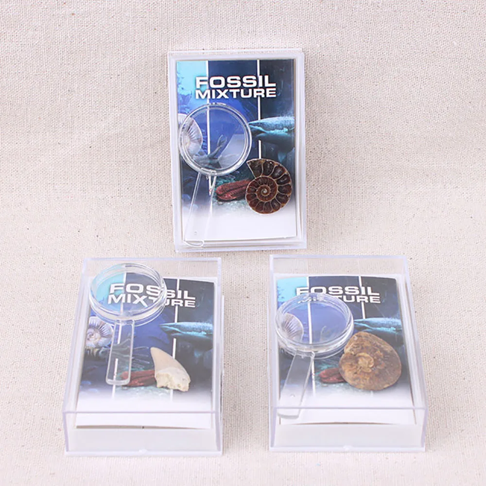 
Mix Marine Paleontology Fossil Specimen Minerala Fossil Teaching 