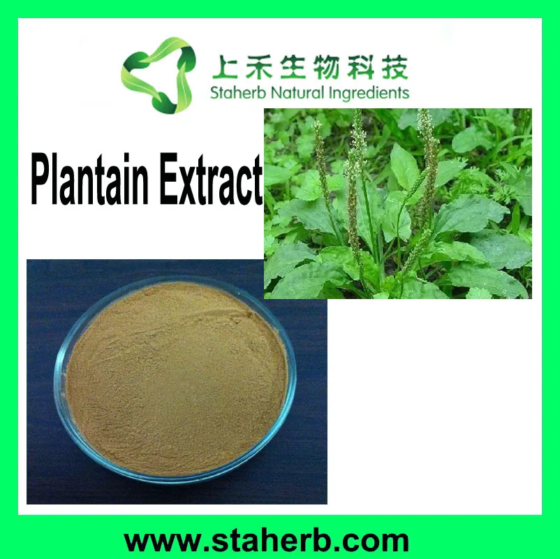 Manufacturer Supplier plantenolic acid 4:1 10:1 20:1 Plantain Extract Asiatic plantain Herb P.E.