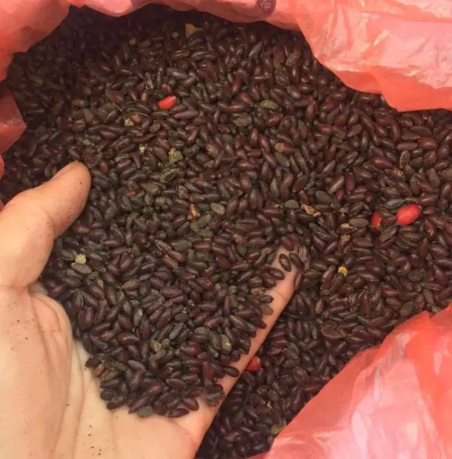  1 кг семена Berberis thunbergii var atropurpurea chenко для