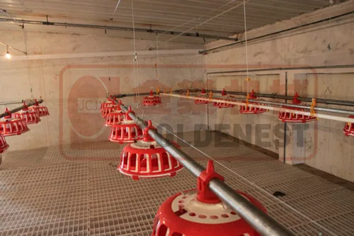 Автоматической подачи курица и пьяница системы для продажи