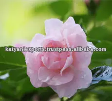 Top Manufacturer Company Selling Natural Rose Absolute Oil for Global Purchase