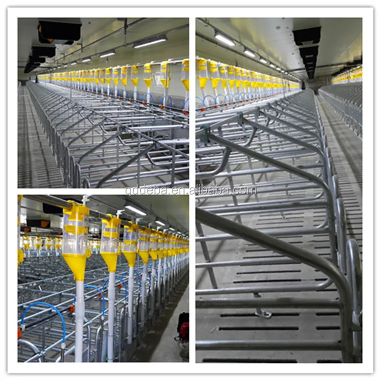 Poultry equipment pig fatten farm project auto feeding system