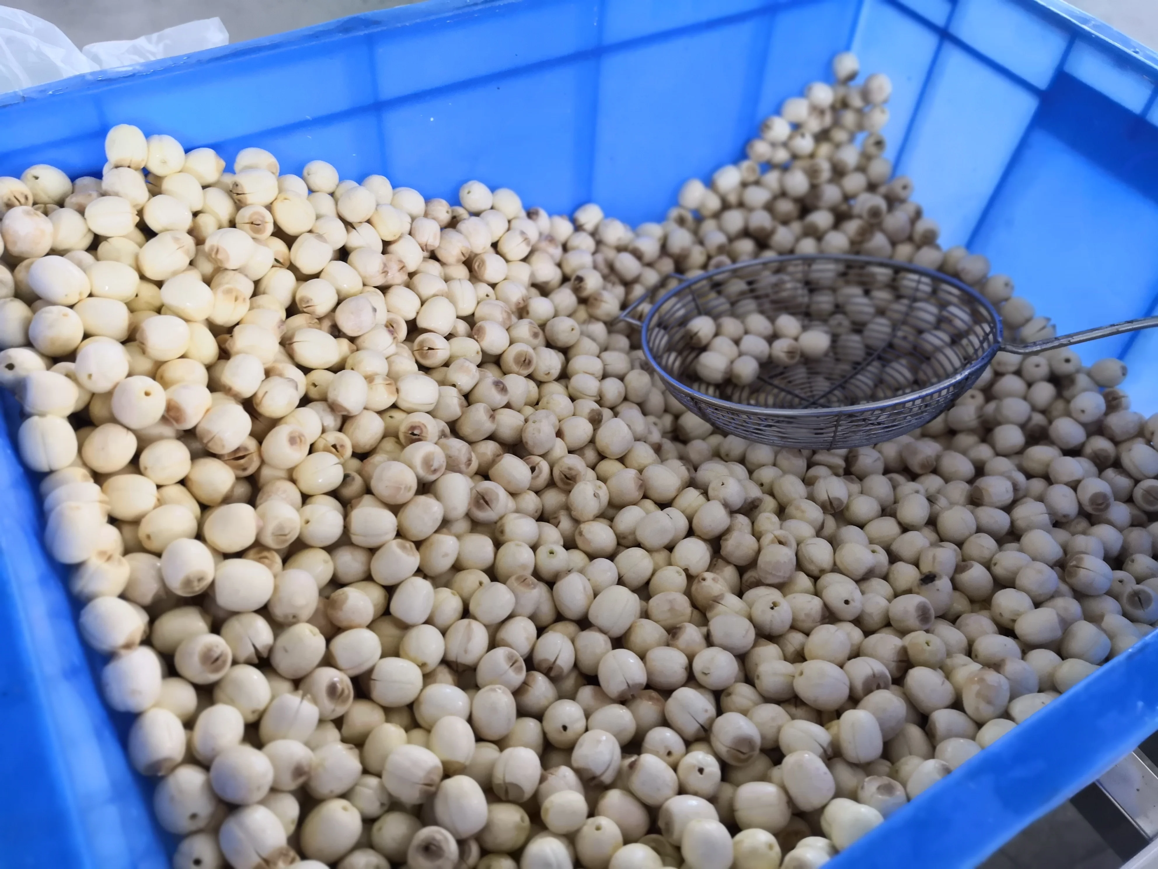 DJL iqf tunnel cooling equipment for lotus nuts/vegetables Dumplings quick iqf tunnel freezer for meatball freeze