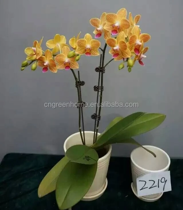 Living orchid