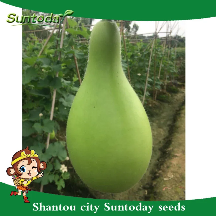 
Agriculture companies green long hybrid bottle gourd hugua seeds 1kg/bag 