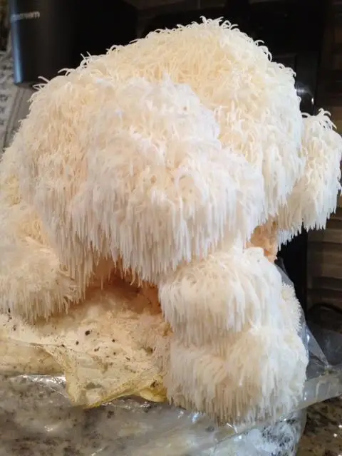 
Detan price of 1kg fresh lions mane mushroom 