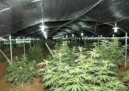 Agricultural Greenhouse With Blackout Curtain