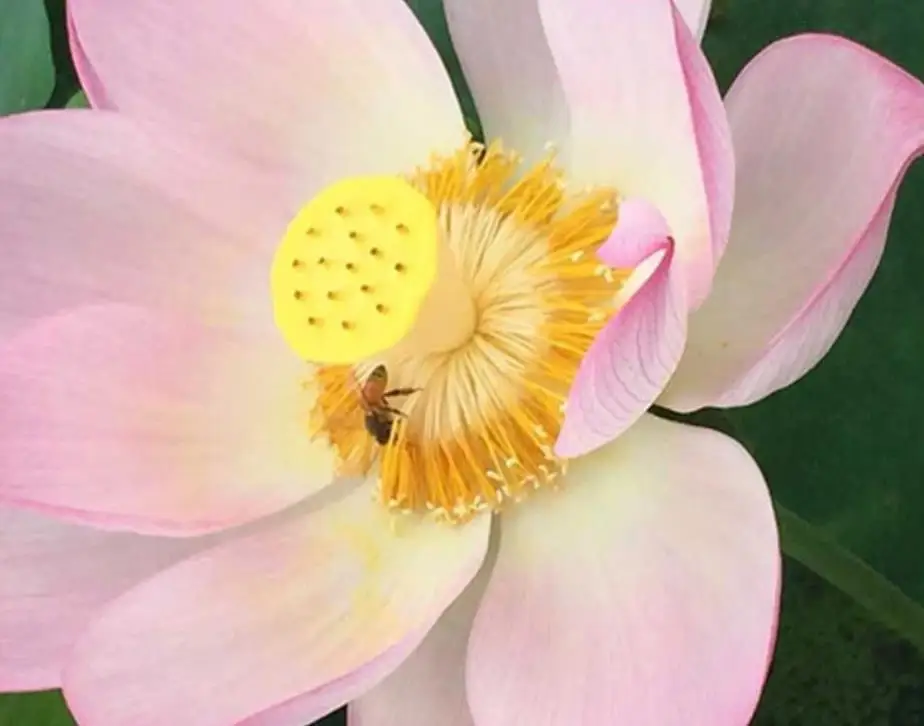 
Wholesale China factory OEM support 250g/bottle Natural lotus flower Bee Pollen granules 