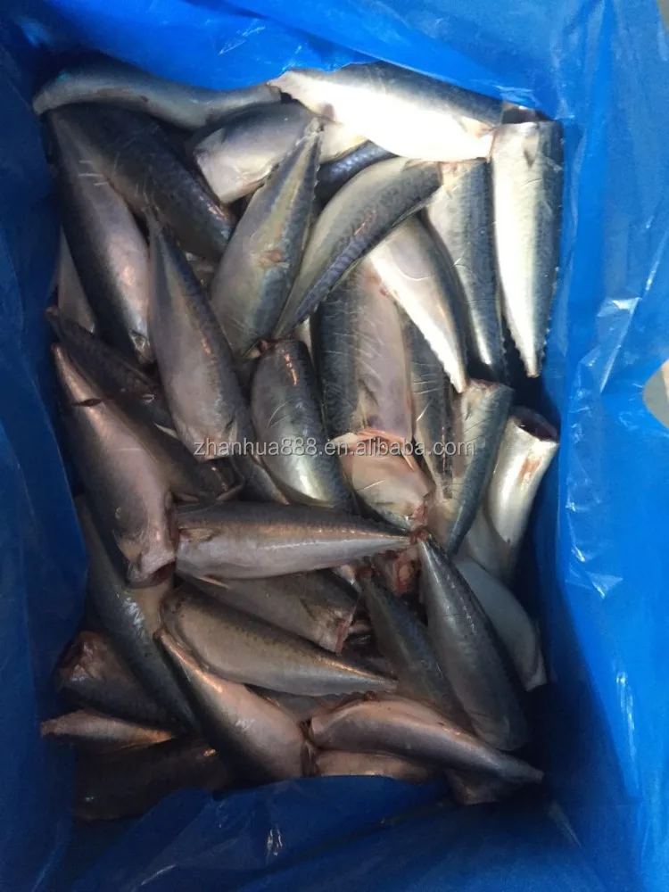 ХАГА pacific скумбрия, тихоокеанский скумбрия для палками, китай происхождения скумбрия ХАГА