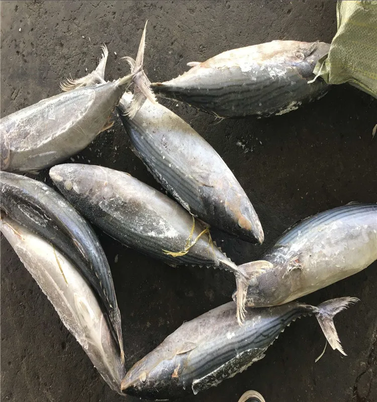 
Sea frozen sarda bonito fish for market 
