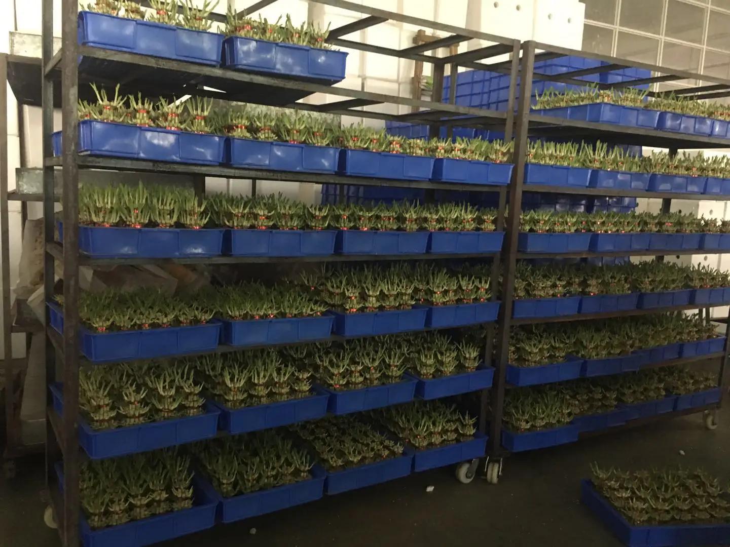 
wholesale small 3 tier indoor bonsai lucky bamboo tower 