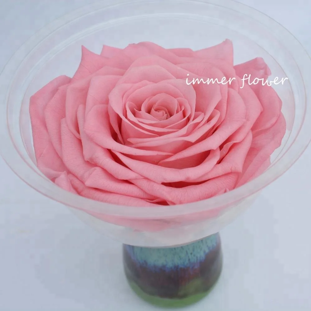 
Everlasting flowers ecuador huge rose Preserved Black Roses Flower 