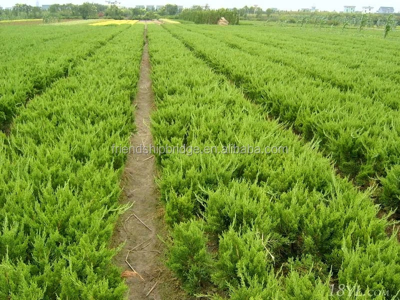The Landscape tree Dragon juniper seedling