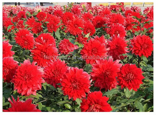 Высокий уровень прорастания, красивые красные семена карлика Далии для посева
